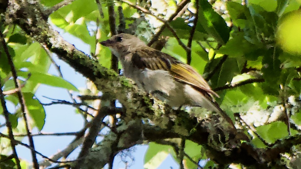 Scaly-throated Honeyguide - ML647790109