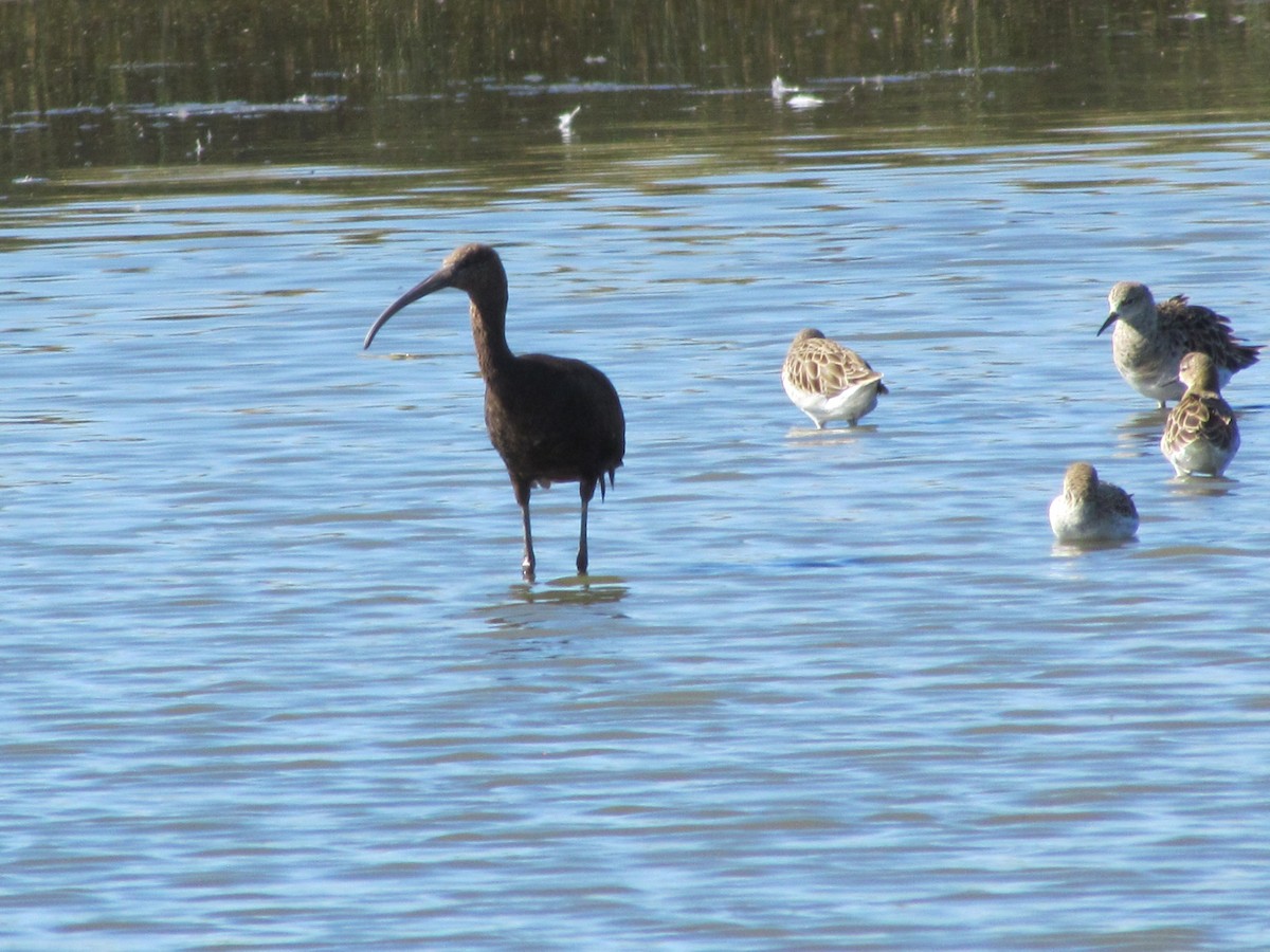 Glossy Ibis - ML647790114