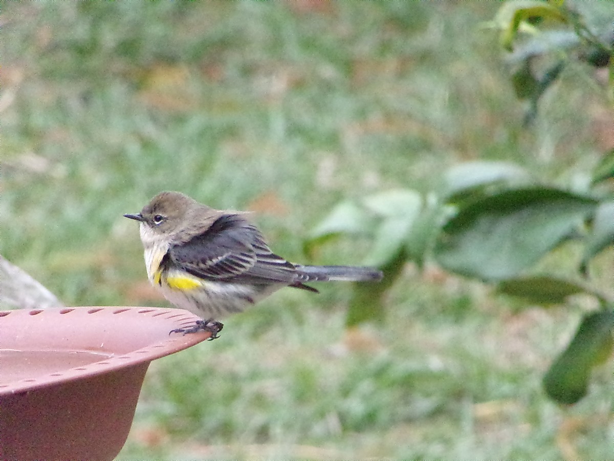 Taçlı Ötleğen (coronata) - ML647790115