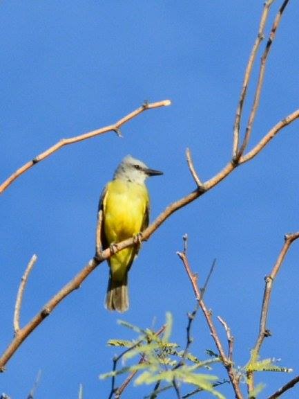 Couch's Kingbird - ML647790116