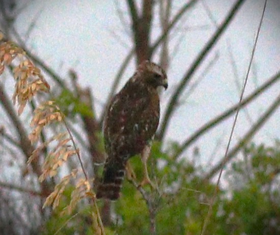 Broad-winged Hawk - ML647790117