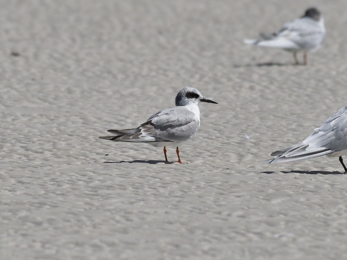 Forster's Tern - ML647790118