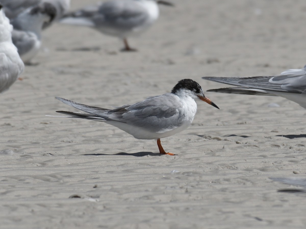 Forster's Tern - ML647790119