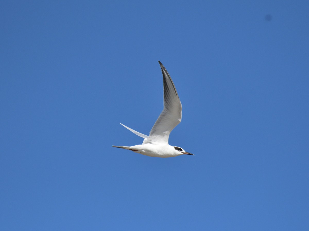 Forster's Tern - ML647790120