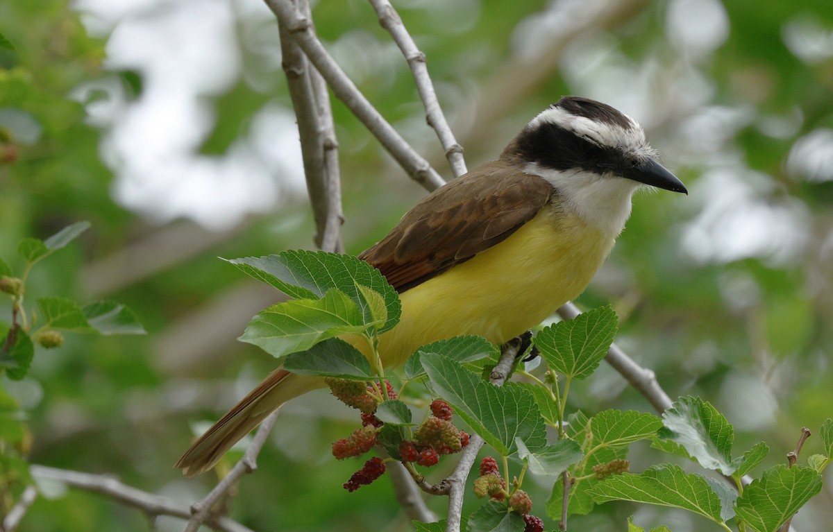 Great Kiskadee - ML647790122