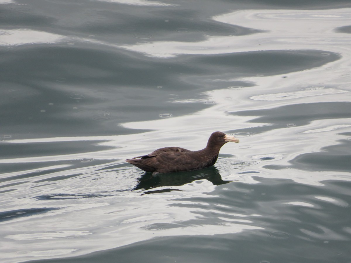 Southern Giant-Petrel - ML647790123