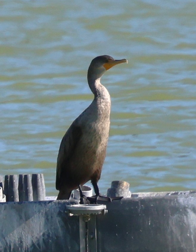 Double-crested Cormorant - ML647790124