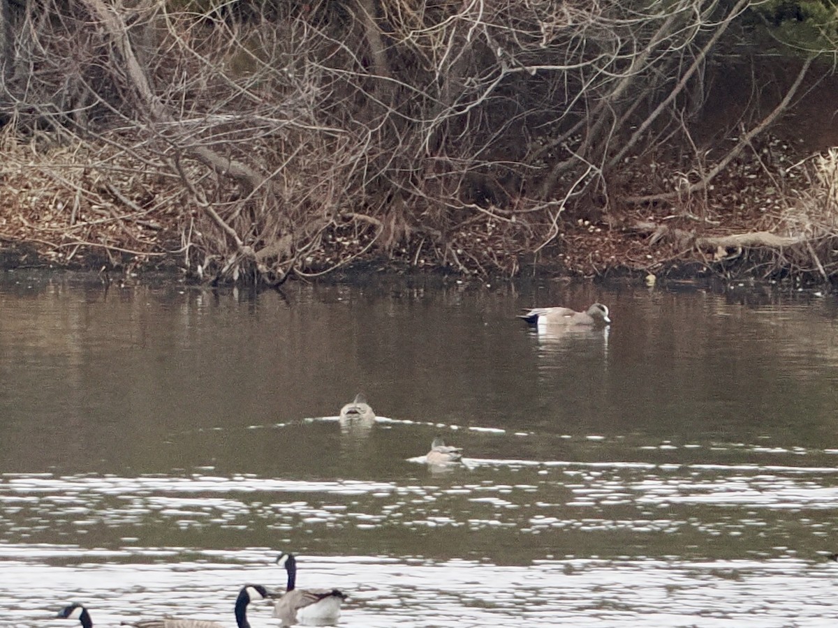 American Wigeon - ML647790125