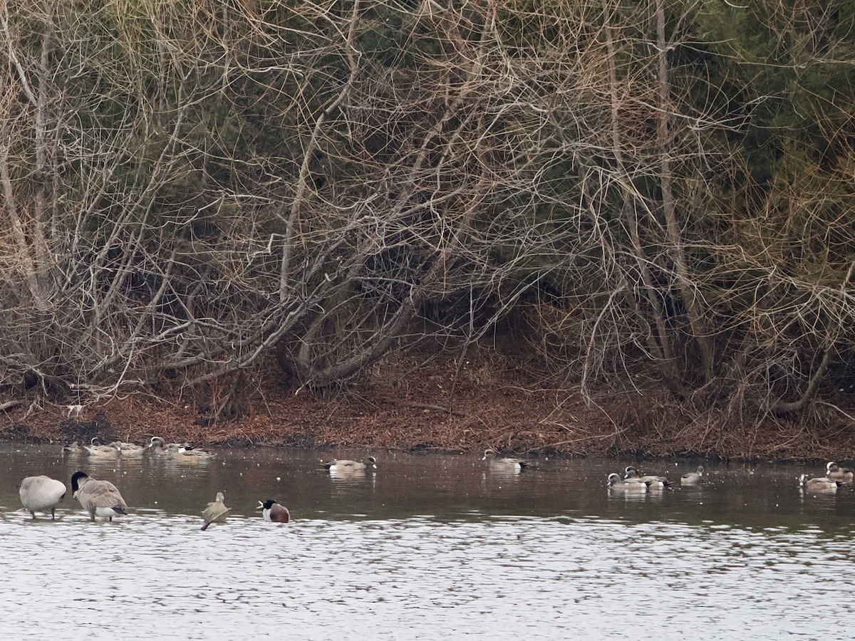 American Wigeon - ML647790126