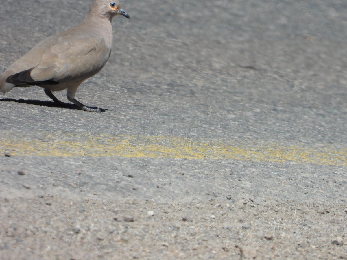 Black-winged Ground Dove - ML647790127