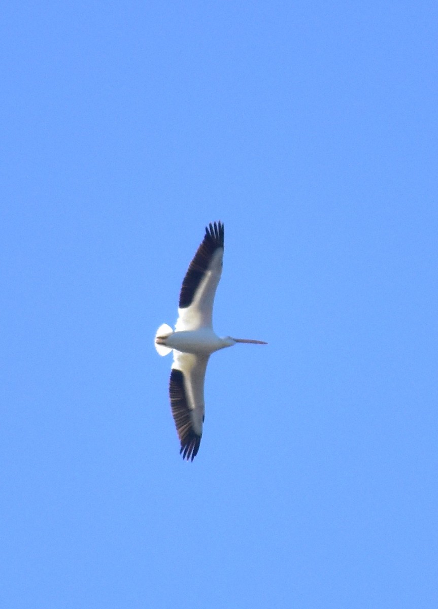 American White Pelican - ML647790131