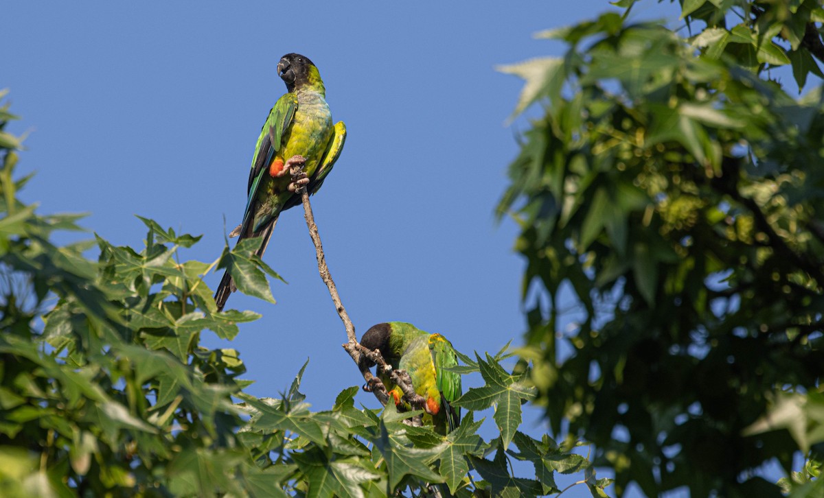 Nanday Parakeet - ML647790132