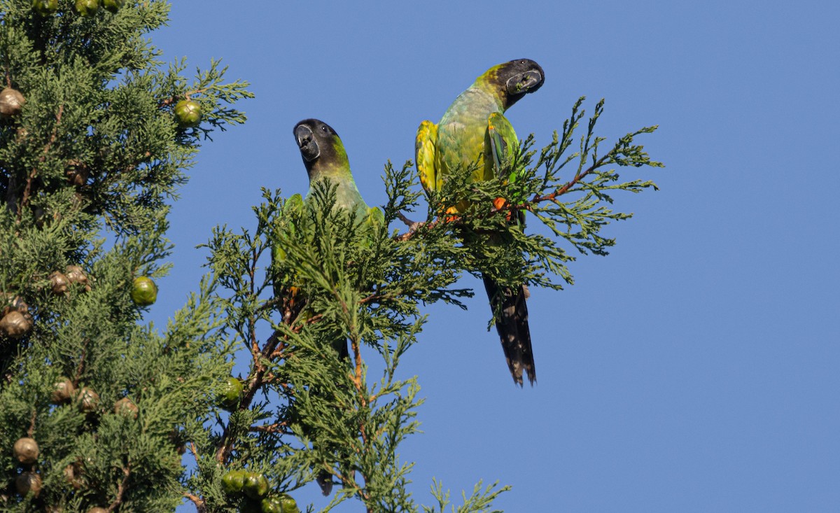 Nanday Parakeet - ML647790133