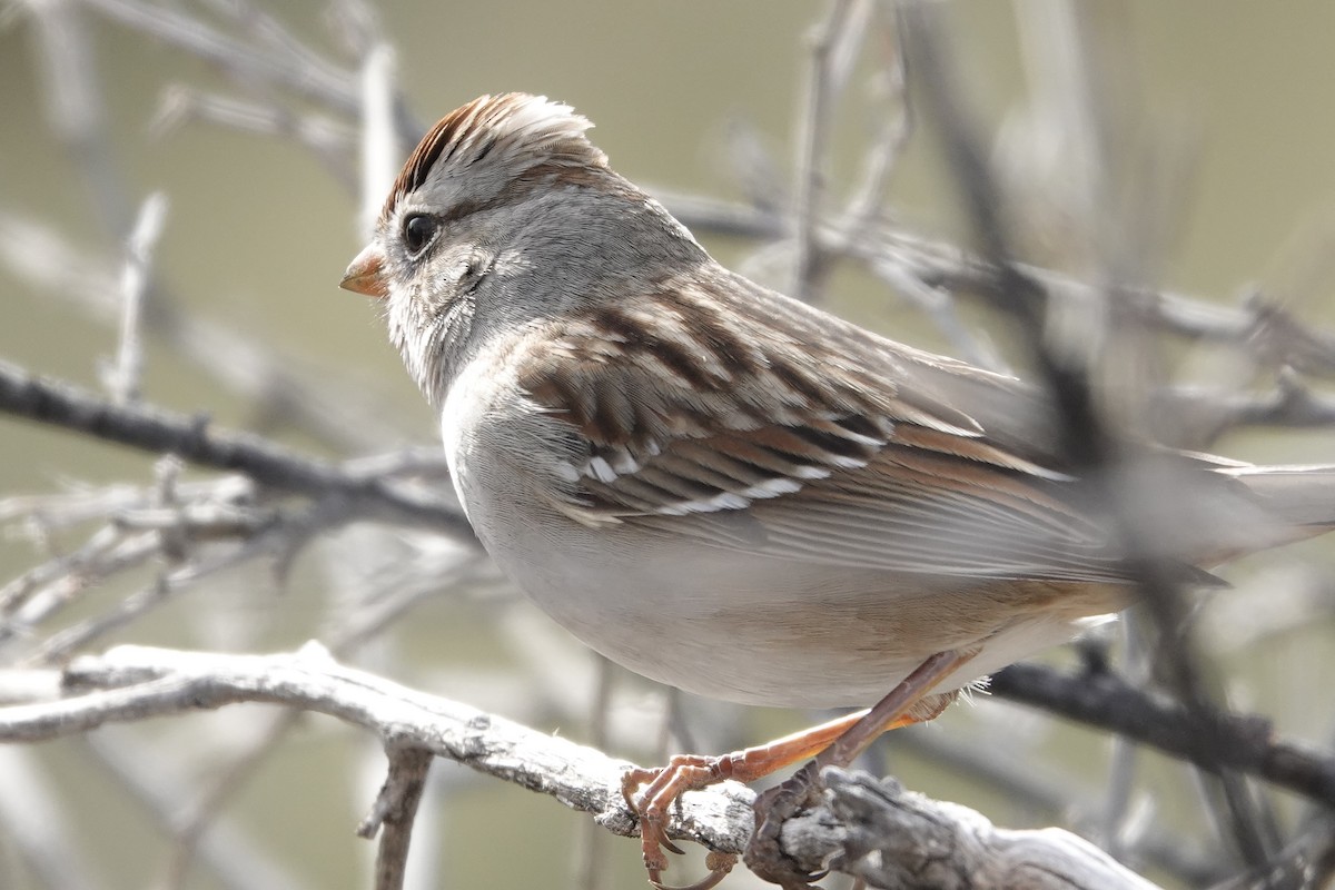 White-crowned Sparrow - ML647790134