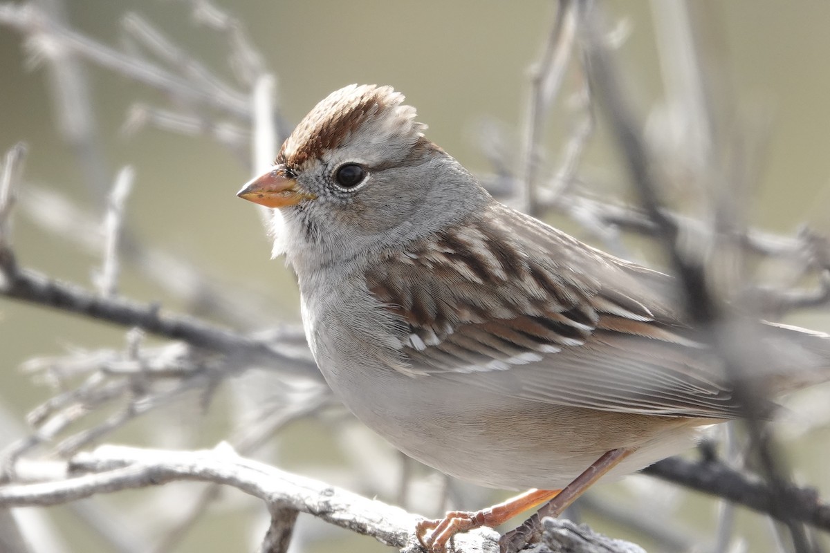 White-crowned Sparrow - ML647790135