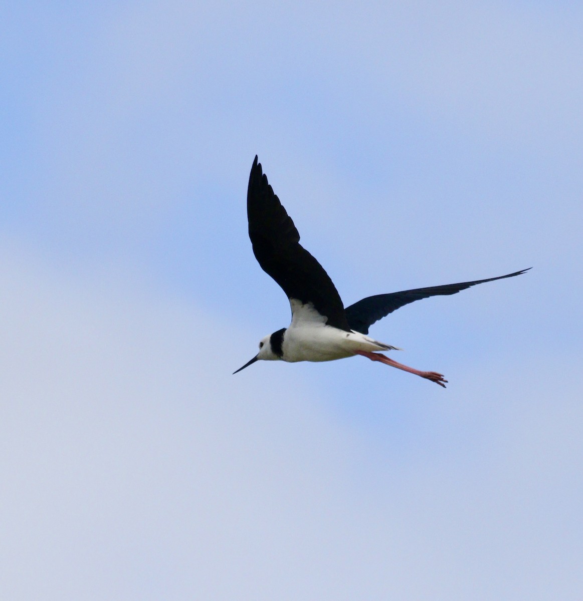 Pied Stilt - ML647790136