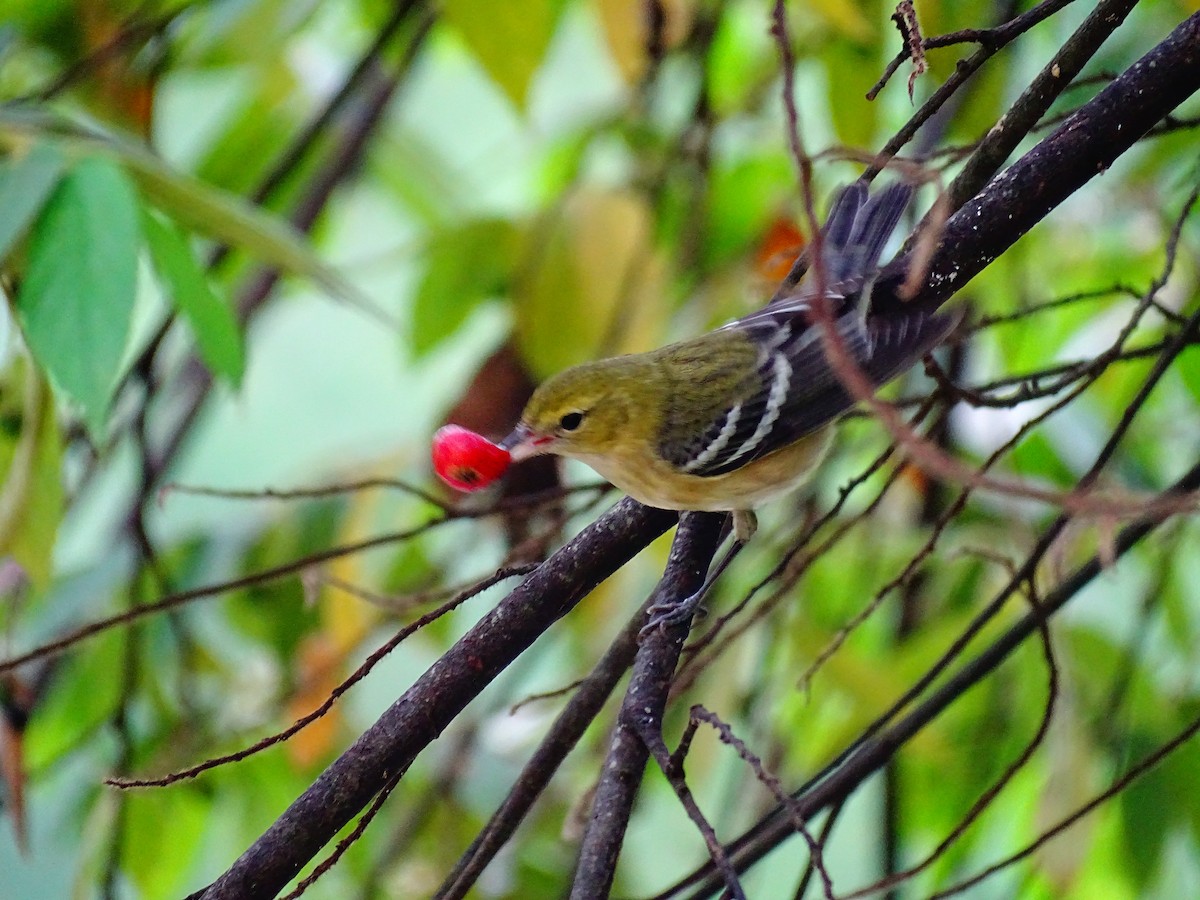 Bay-breasted Warbler - ML647790137