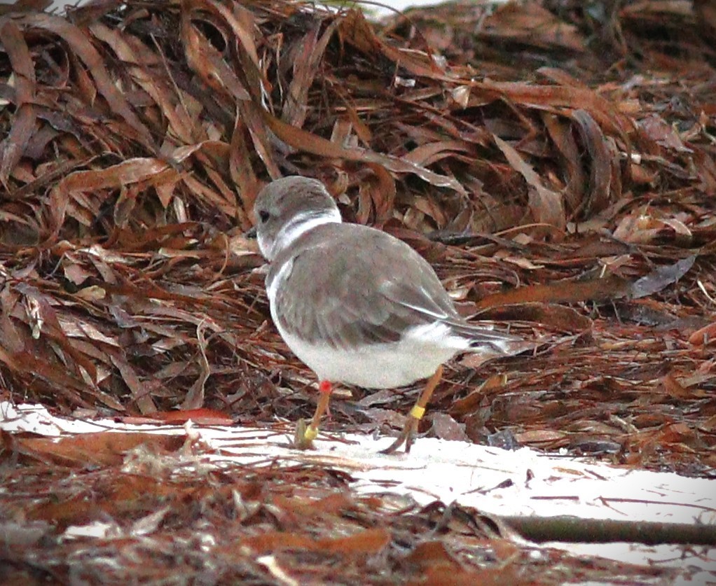 Piping Plover - ML647790138