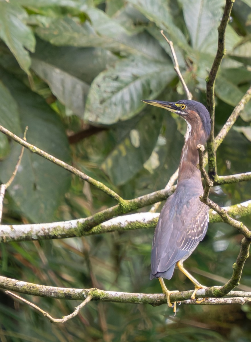 Green Heron - ML647790139
