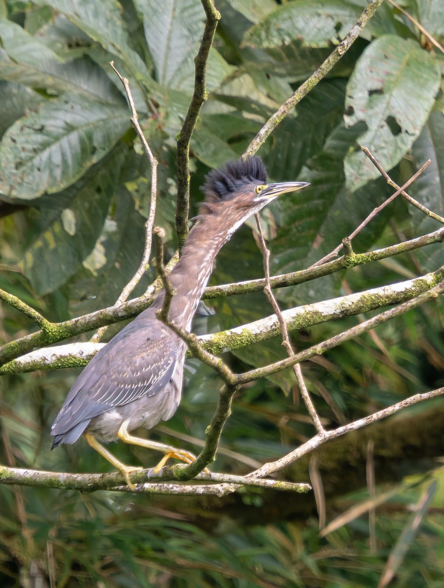 Green Heron - ML647790140