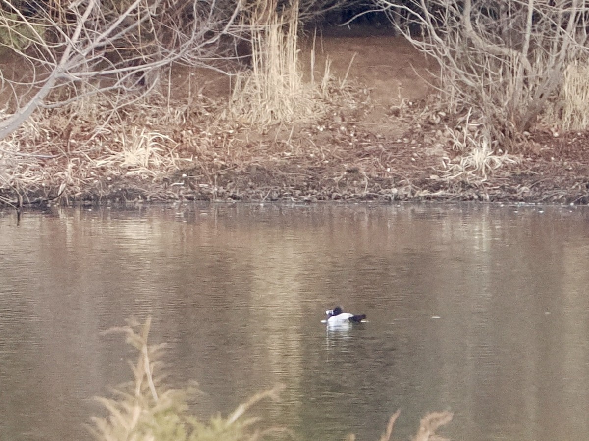 Ring-necked Duck - ML647790143