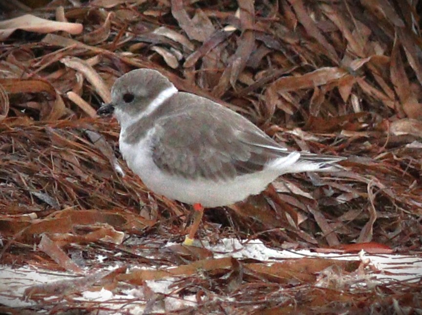 Piping Plover - ML647790144