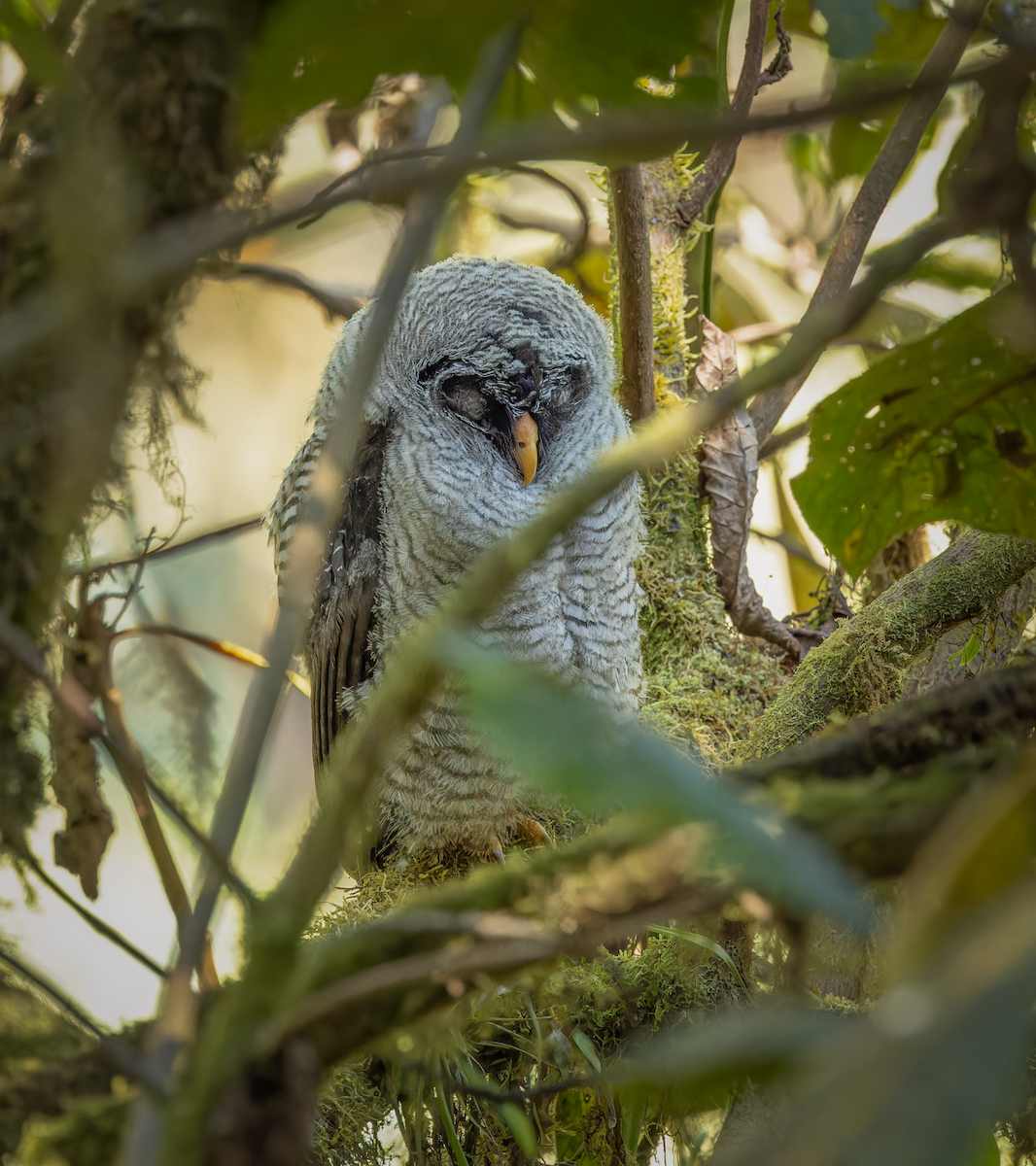 Black-and-white Owl - ML647790145