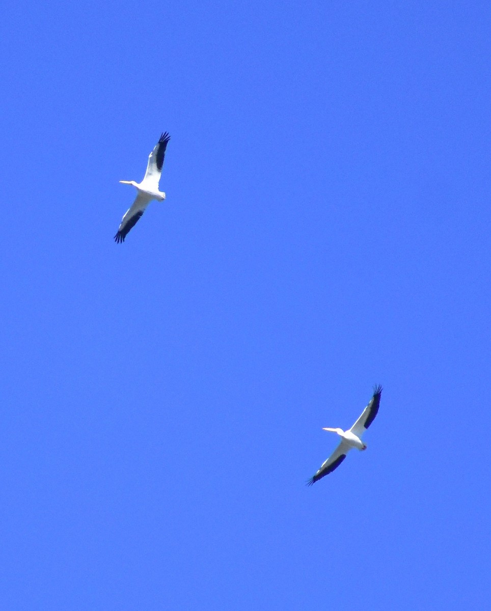 American White Pelican - ML647790147