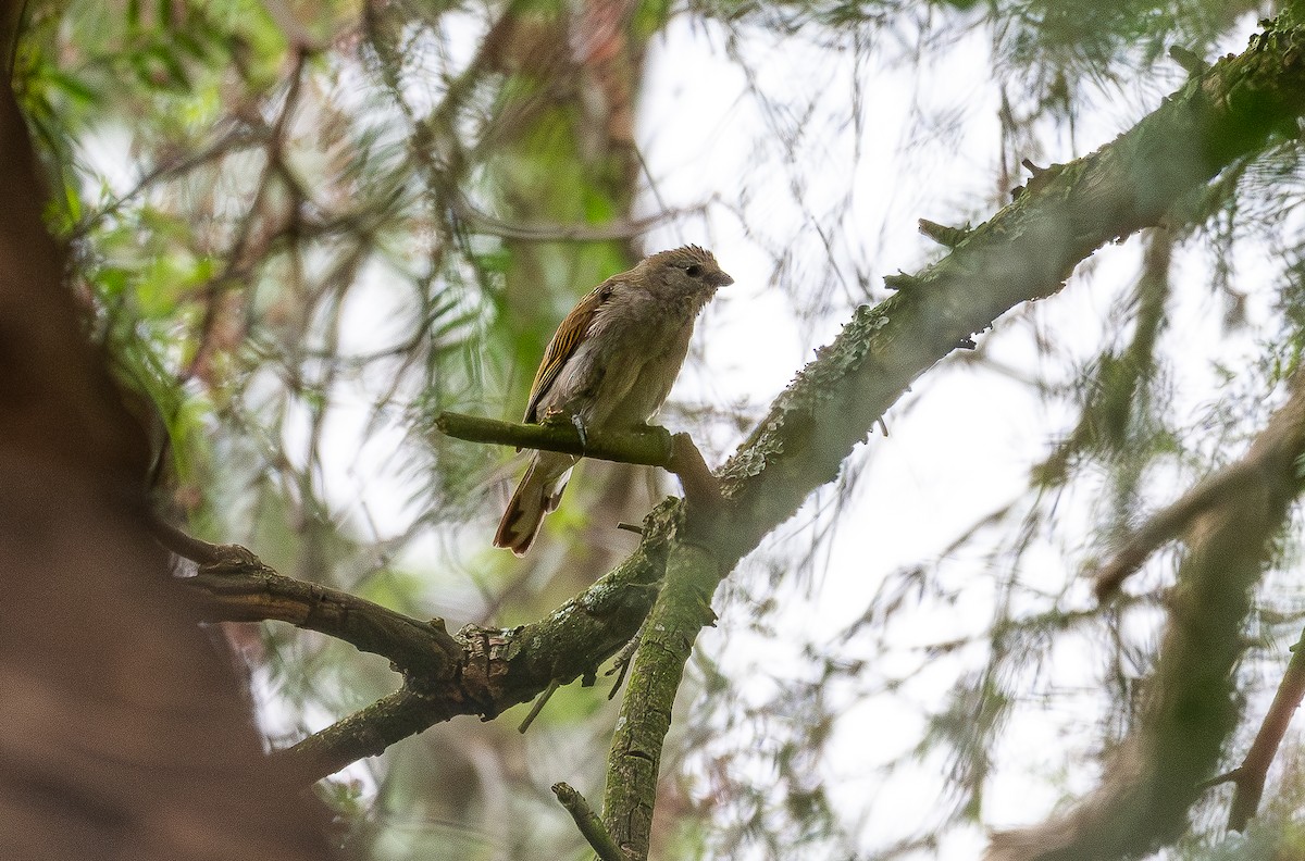 Lesser Honeyguide - ML647790170