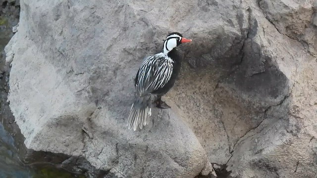 Torrent Duck - ML647790189