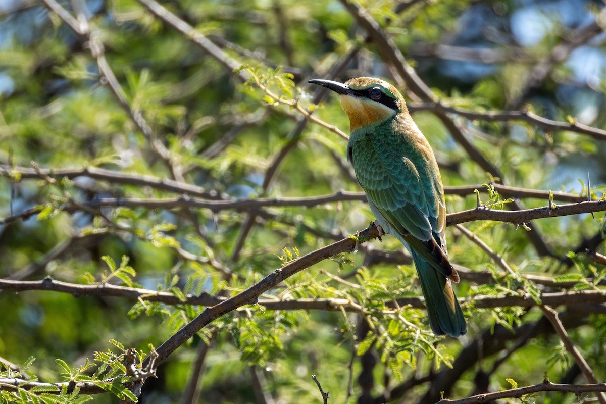 Blue-cheeked Bee-eater - ML647790191