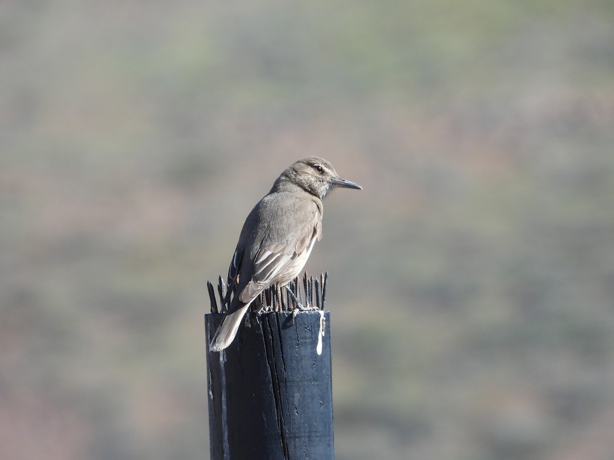 Black-billed Shrike-Tyrant - ML647790209