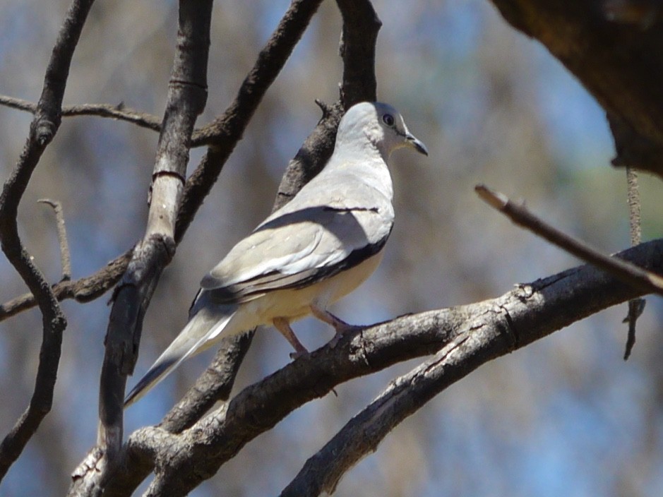 Picui Ground Dove - ML647790210