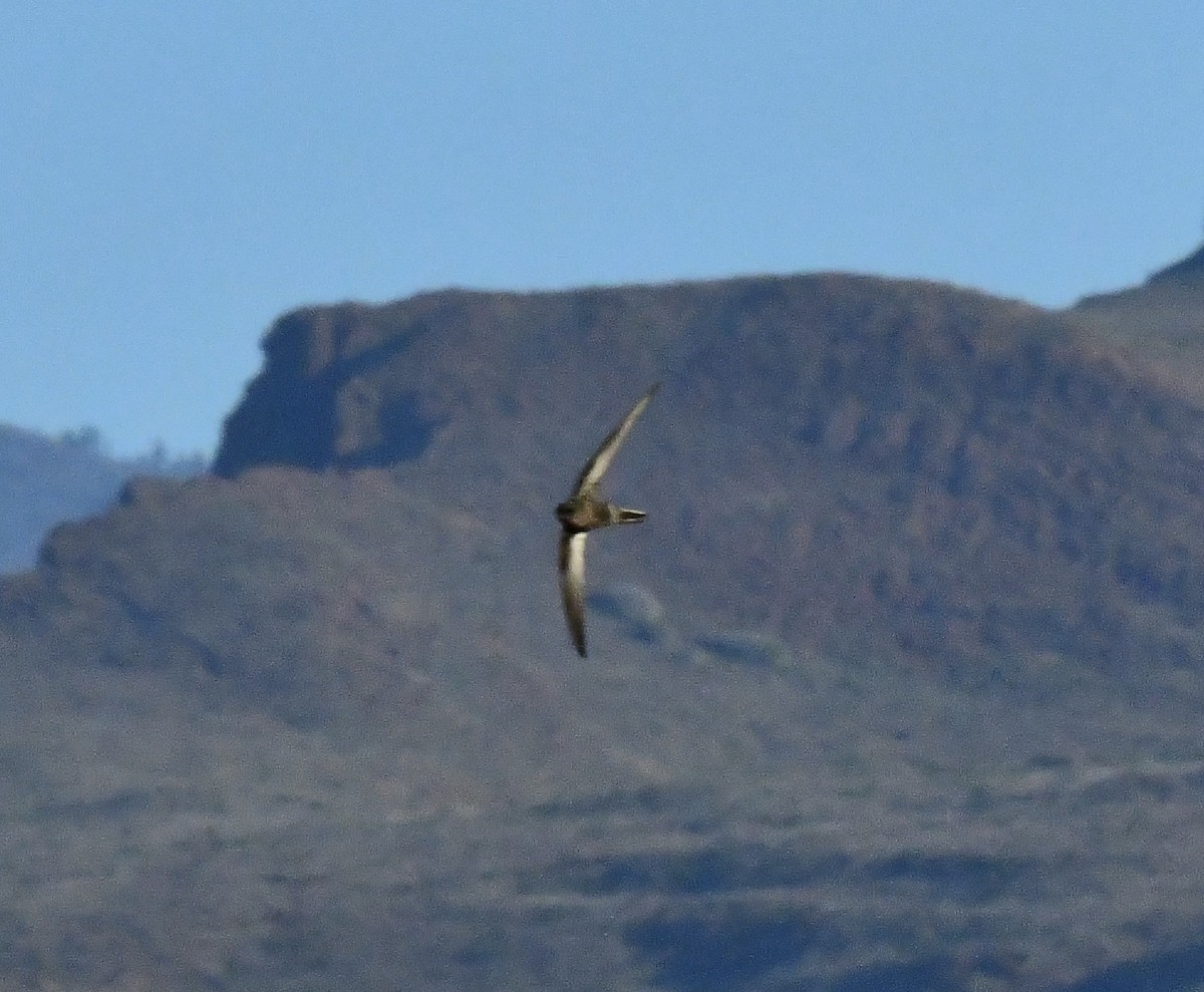 kanariseiler - ML647790212