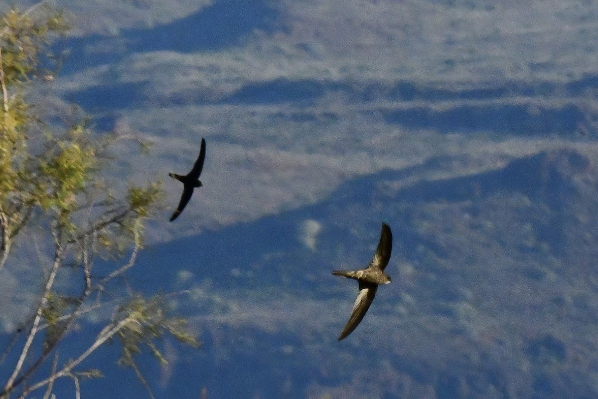 kanariseiler - ML647790213