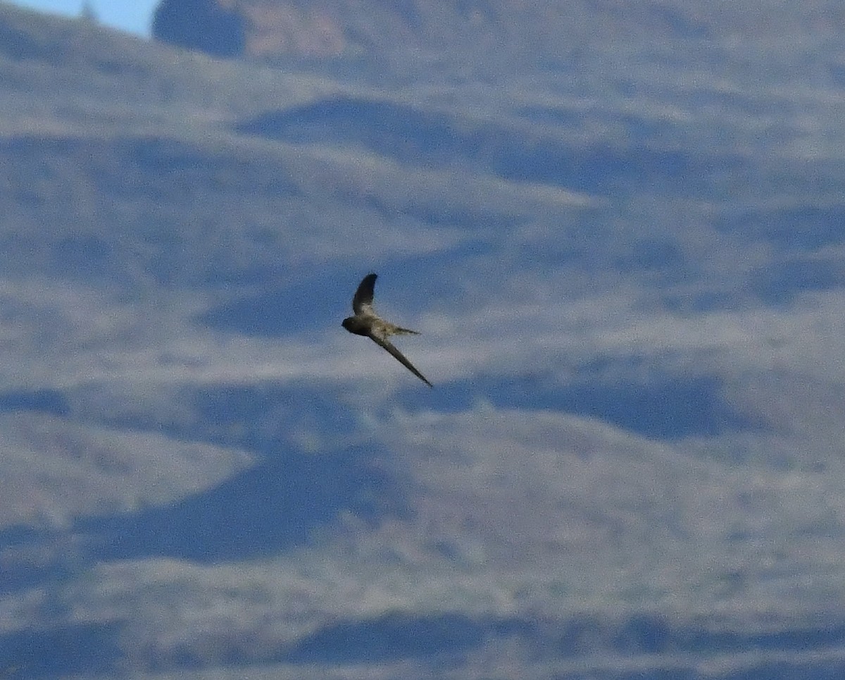 kanariseiler - ML647790214