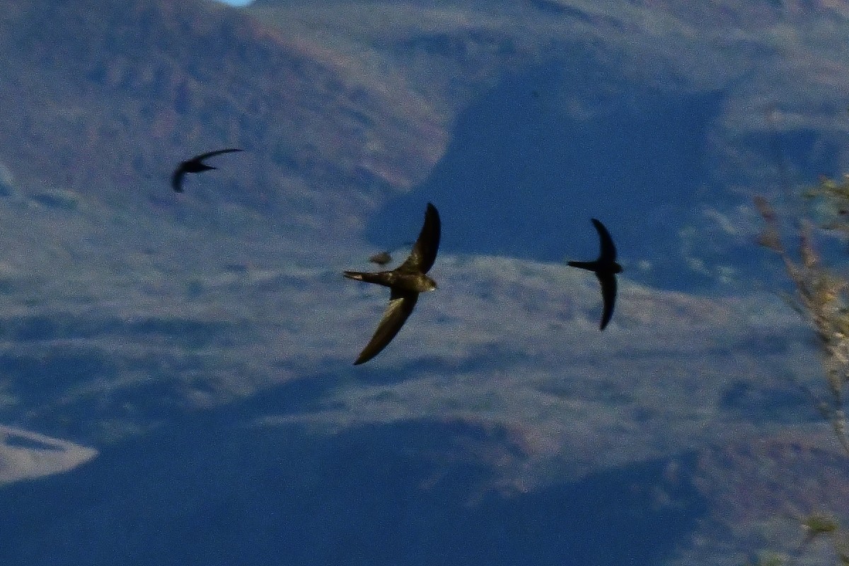 kanariseiler - ML647790215