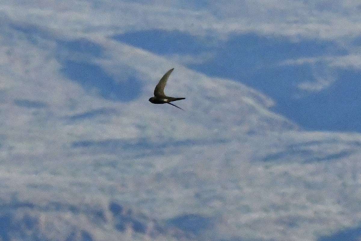 kanariseiler - ML647790216