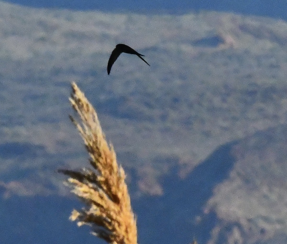 kanariseiler - ML647790217