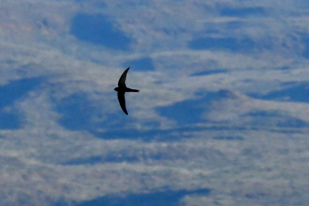 kanariseiler - ML647790218