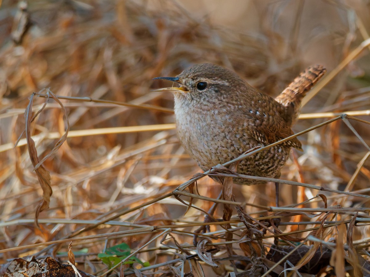 Winter Wren - ML647790230