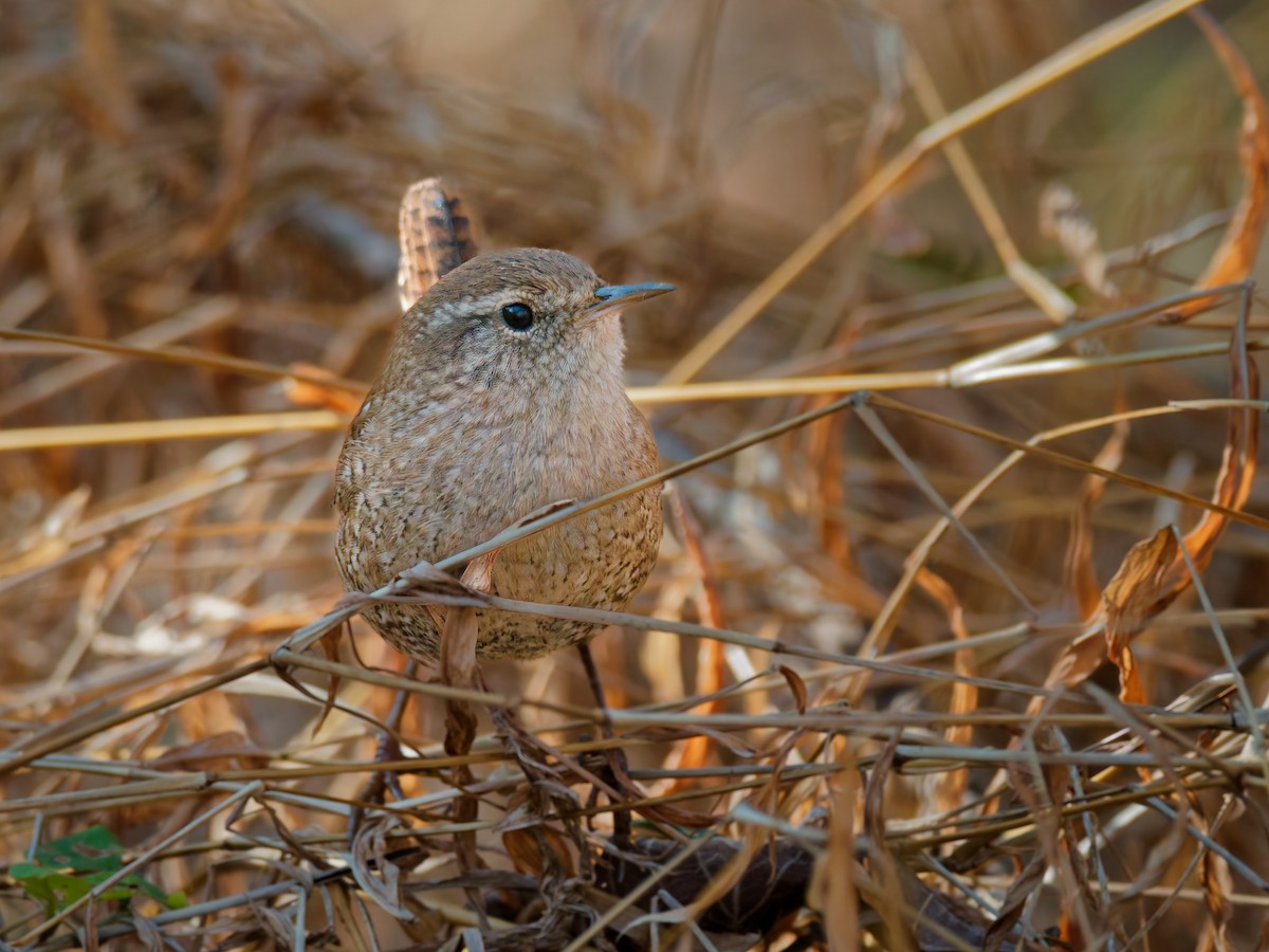 Winter Wren - ML647790241