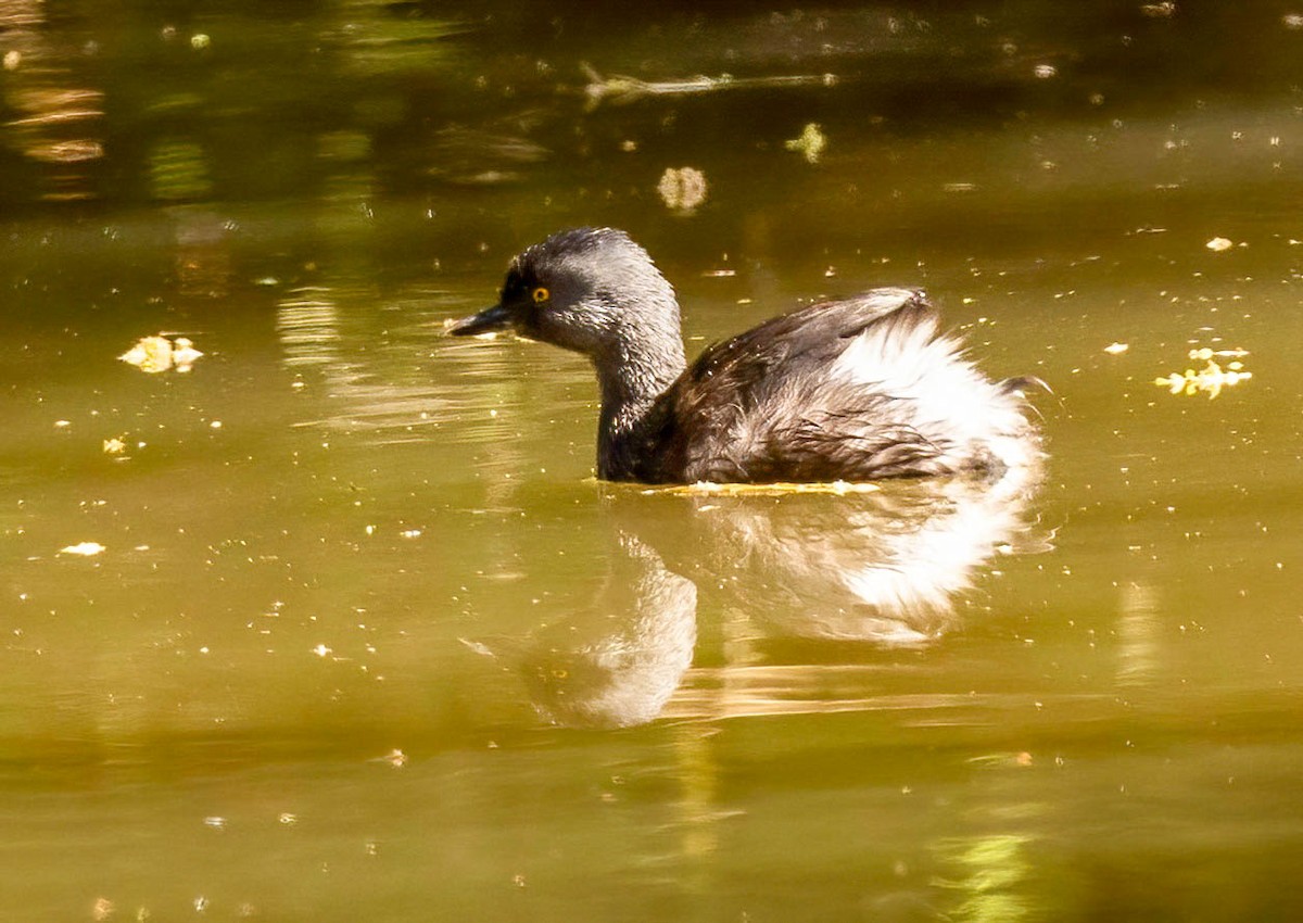 Least Grebe - ML647790277