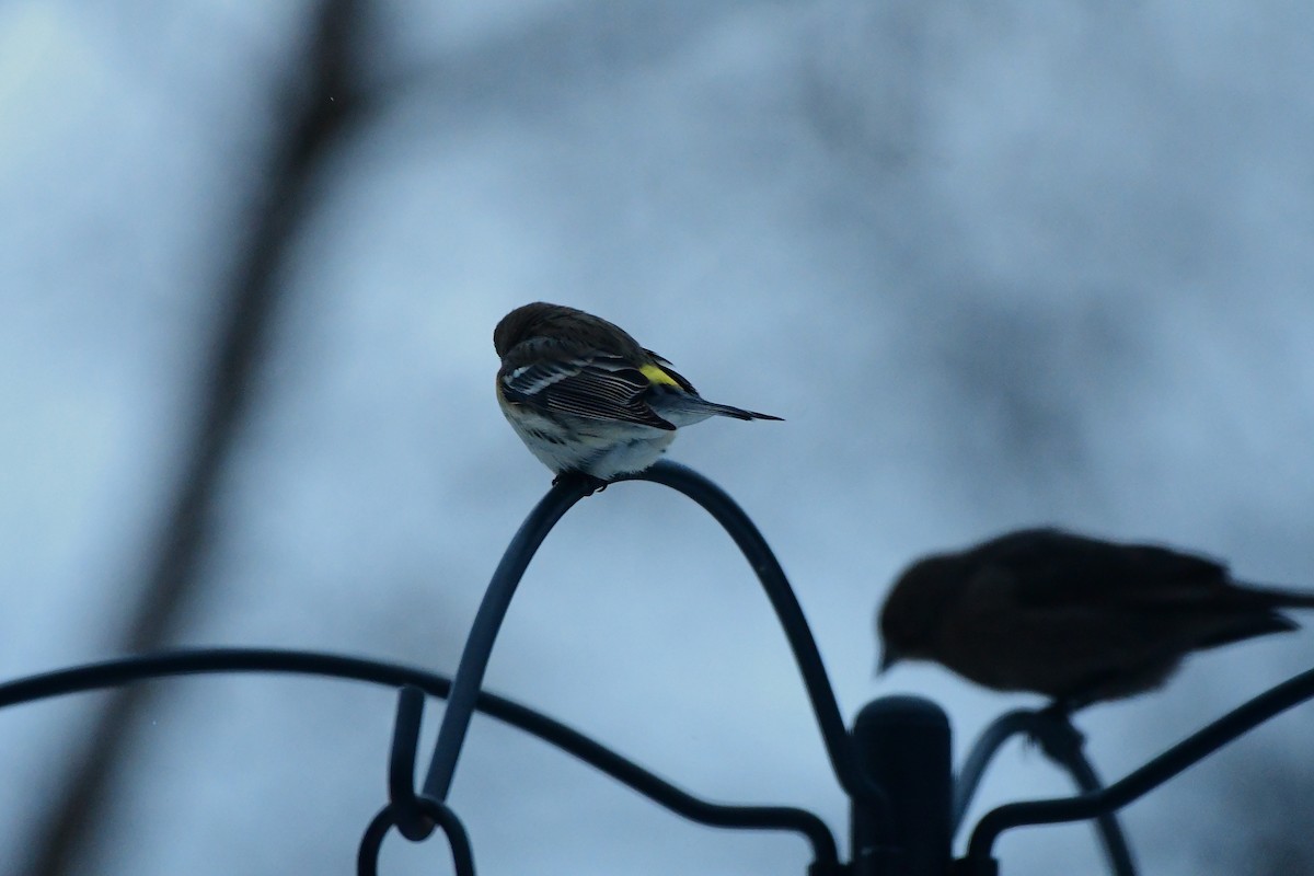 Taçlı Ötleğen - ML647790286