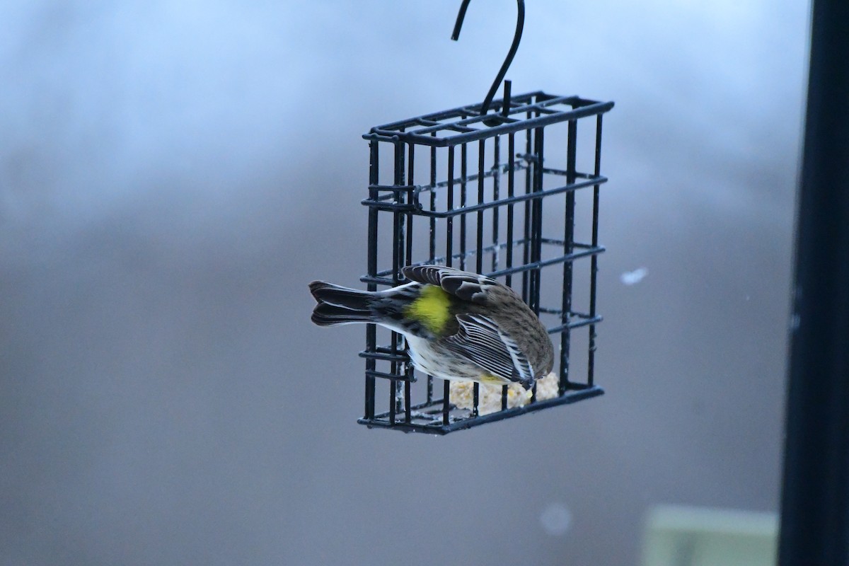 Taçlı Ötleğen - ML647790287