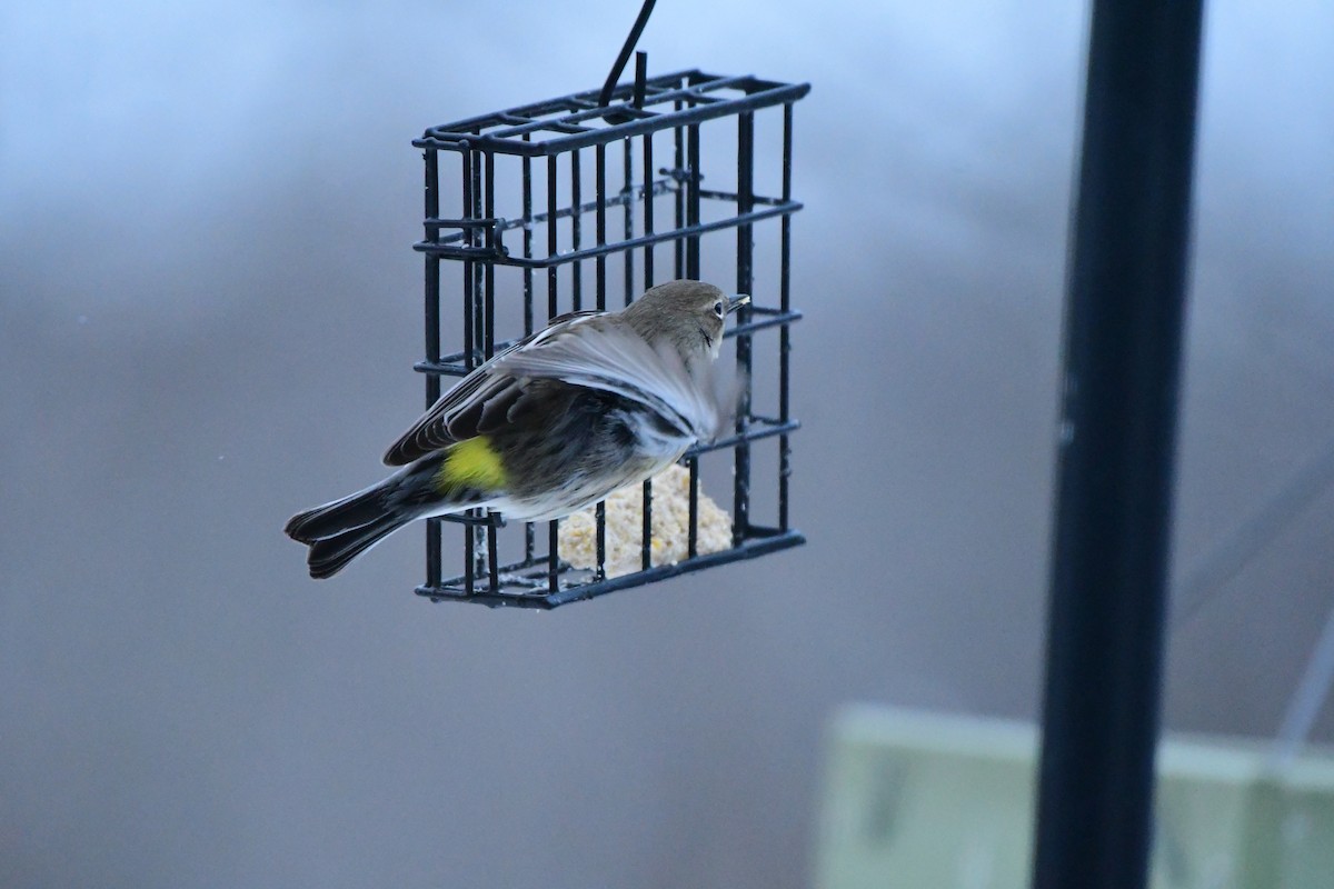 Taçlı Ötleğen - ML647790288