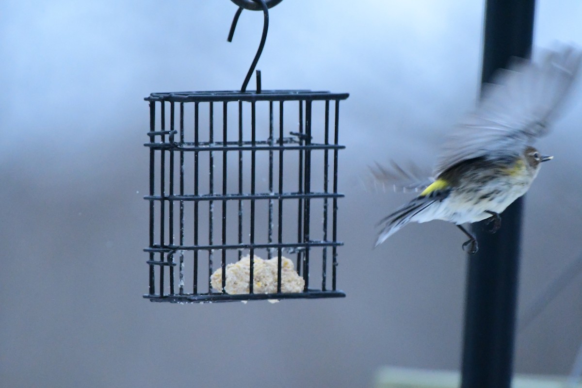 Taçlı Ötleğen - ML647790289