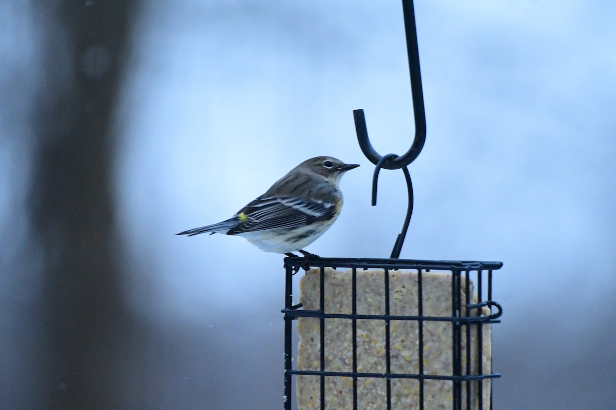 Taçlı Ötleğen - ML647790291