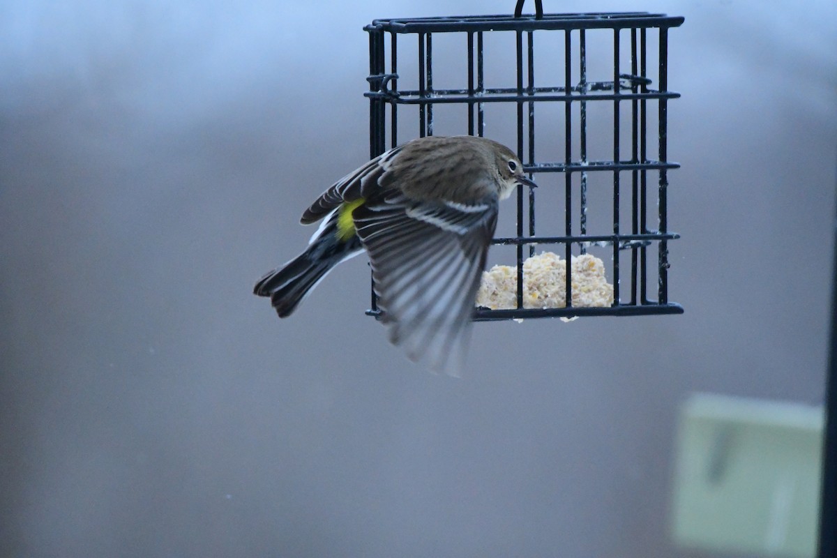 Taçlı Ötleğen - ML647790292