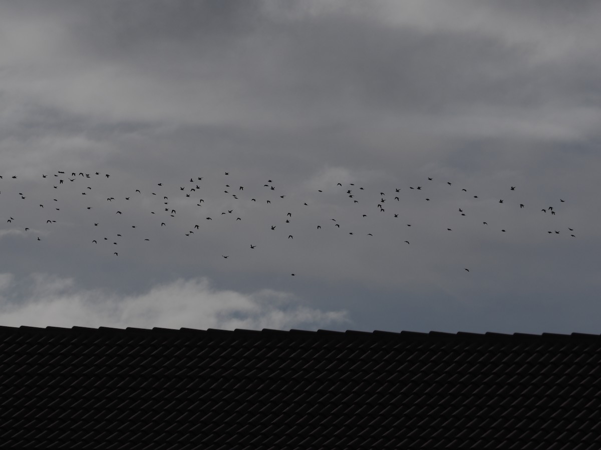 European Golden-Plover - ML647790354